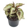 Begonia Rex - Pot 15cm