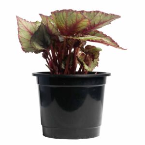 Begonia Rex - Pot 15cm