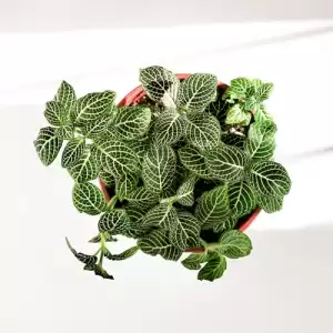 Fittonia (Nerve Plant) – Green
