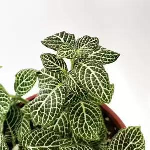 Fittonia (Nerve Plant) – Green