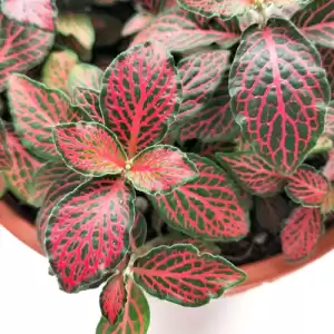 Fittonia Red Line
