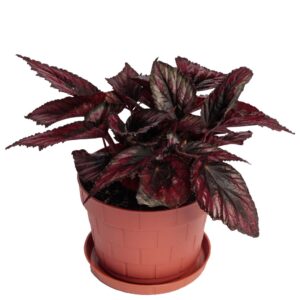 Begonia Rex - indoor plant