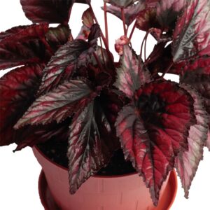 Begonia Rex - indoor plant