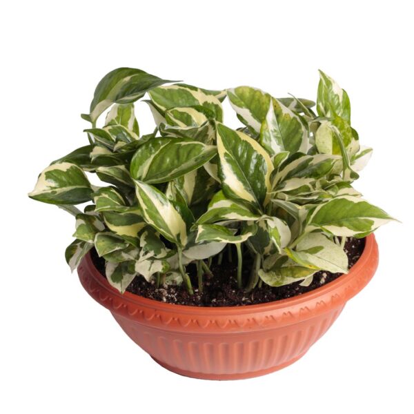 Pothos N.Joy - indoor handing plant