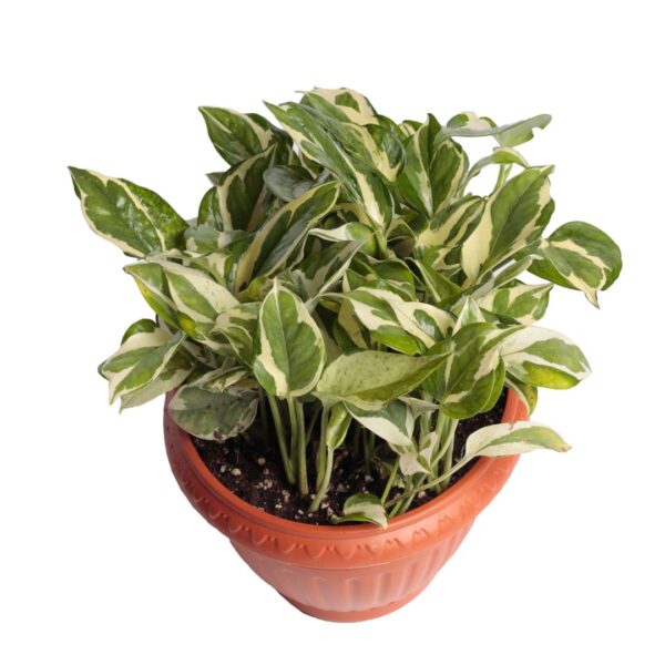Pothos N.Joy - indoor handing plant