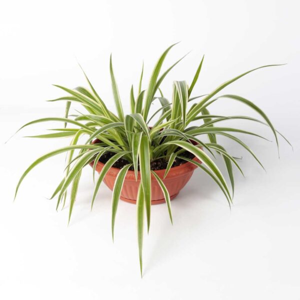 Spider Plant - Chlorophytum comosum- hanging pot 20cm