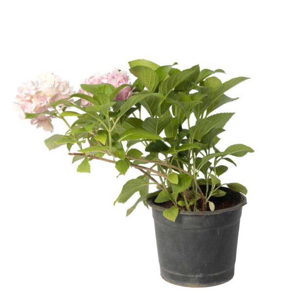 Hydrangea ornamental garden plant