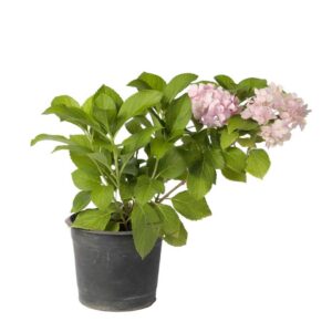 Hydrangea ornamental garden plant