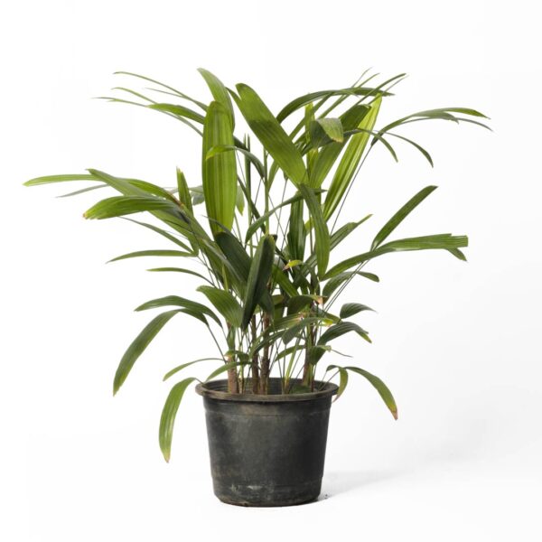Lady Palm (Rhapis Excelsa) indoor plant