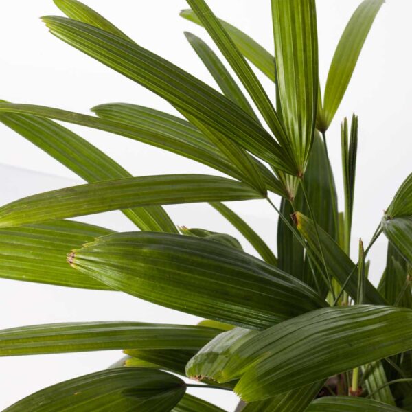 Lady Palm (Rhapis Excelsa) indoor plant