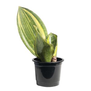 Sansevieria masoniana, commonly known as Snake Plant Masoniana or Whale Fin Snake Plant