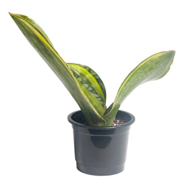 Sansevieria masoniana, commonly known as Snake Plant Masoniana or Whale Fin Snake Plant