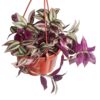 Tradescantia zebrina, commonly known as Wandering Jew or Inch Plant