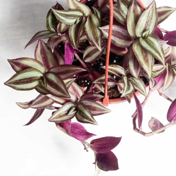 Tradescantia zebrina, commonly known as Wandering Jew or Inch Plant