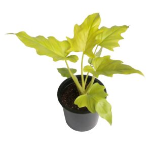Philodendron Warscwizii - indoor plant