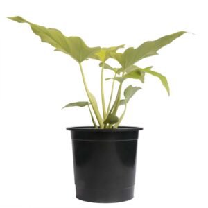 Philodendron Warscwizii - indoor plant