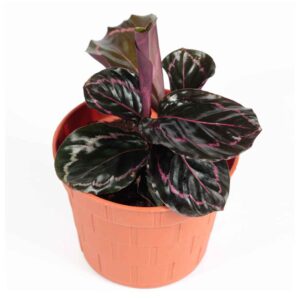 Calathea Dotti - Indoor Plant