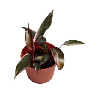 Philodendron Pink Princess rare indoor plant