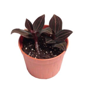 The Jewel Orchid, scientifically known as Ludisia discolor