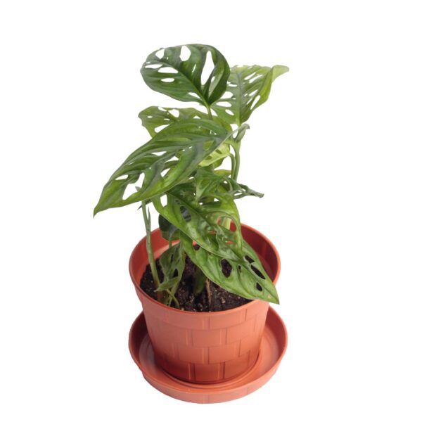 Monstera Adansonii - rare indoor plant