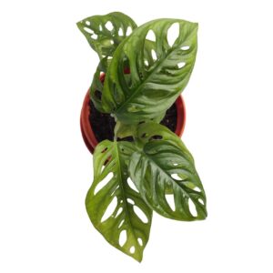 Monstera Adansonii - rare indoor plant