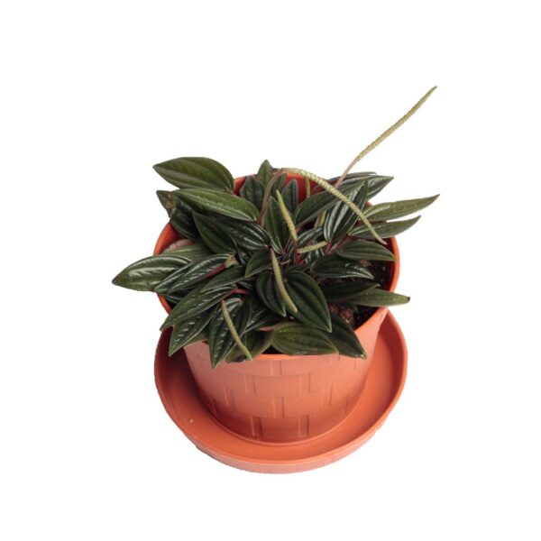 Peperomia Rosso - indoor plant