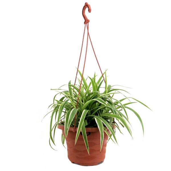 Spider Plant - Chlorophytum comosum- hanging pot 16cm