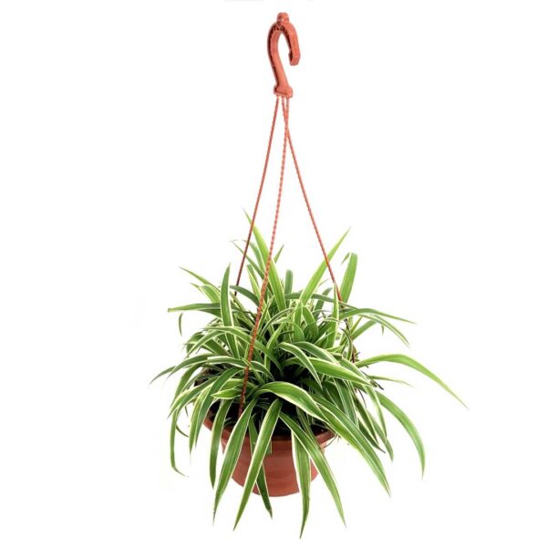 Spider Plant - Chlorophytum comosum- hanging pot 16cm