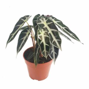 alocasia bambino indoor plant