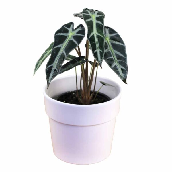 alocasia bambino indoor plant