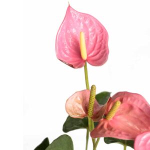 Anthurium Pink Emma (Flamingo Flower)