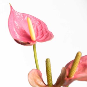 Anthurium Pink Emma (Flamingo Flower)