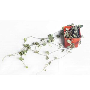 String-of-hearts-Ceropegia-woodii-8cm pot
