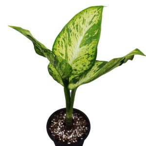 Dieffenbachia Tiger 'Mary' - Indoor Plant