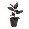 Ficus Elastica (Black Prince, Burgundy)
