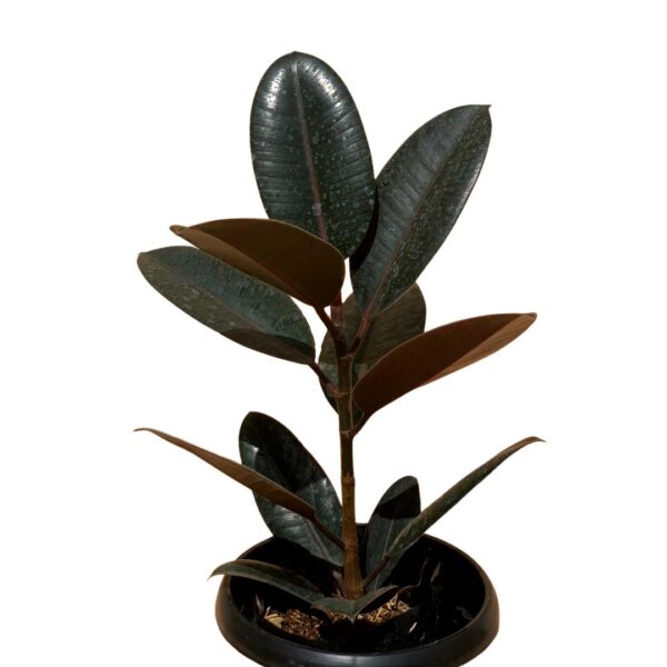 Ficus Elastica (Black Prince, Burgundy)