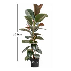 Ficus Elastica-Robusta