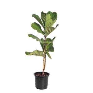 Ficus 'Lyrata'