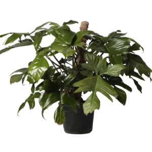 Philodendron Horse Head – Philodendron Bipennifolium , Philodendron Fiddle Leaf