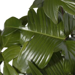 Philodendron Horse Head – Philodendron Bipennifolium , Philodendron Fiddle Leaf