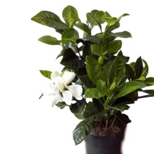 Gardenia-Indoor plant