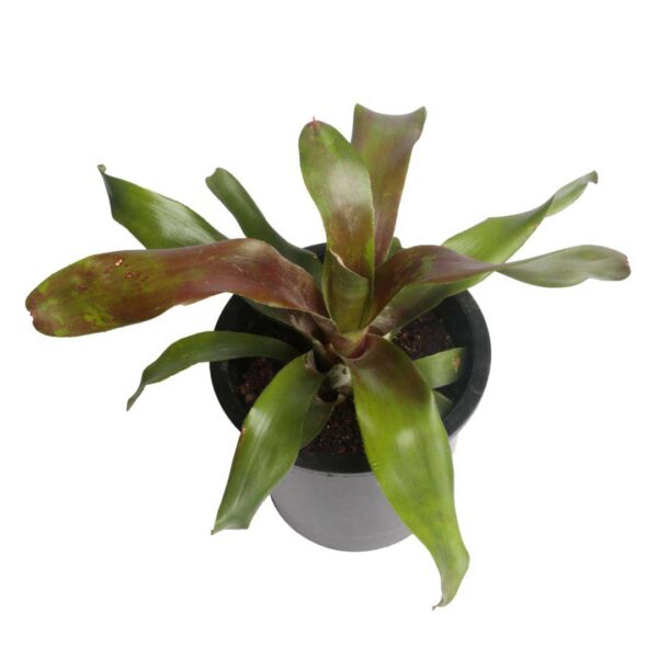 Guzmania indoor plant