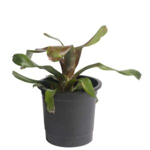 Guzmania indoor plant