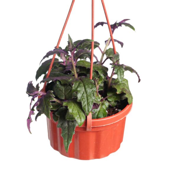 Gynura Purple Passion - in 16cm Hanging Plastic Pot