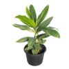 Alpinia Ginger Variegated Plant