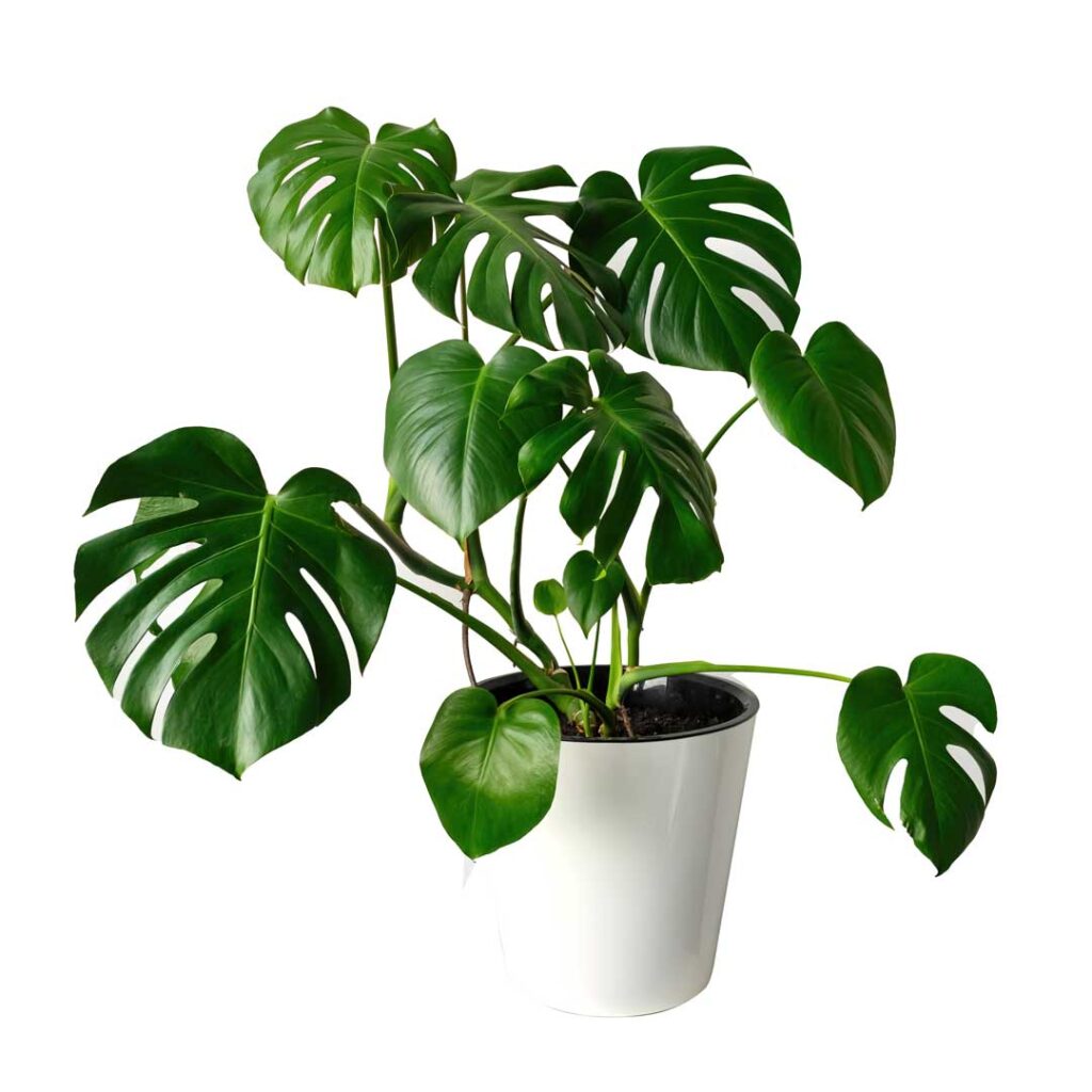 Monstera Deliciosa Indoor Plant Bahgaa Plants 1797