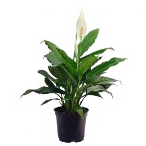 Peace lily flower