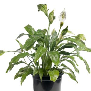 Peace Lily Variegated