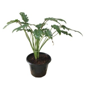 Philodendron Xanadu indoor plant