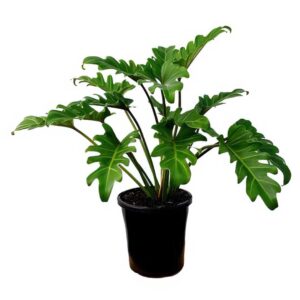 Philodendron Xanadu indoor plant